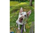 Adopt Gerald a Husky