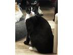 Adopt Malcolm a Domestic Short Hair