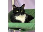 Adopt Sharpie a Domestic Short Hair