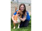 Adopt Freddy a Labrador Retriever, Hound