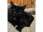 Adopt Eminem a Domestic Long Hair
