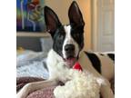 Adopt Evan - PARTIALLY SPONSORED ADOPTION FEE a Australian Cattle Dog / Blue
