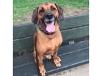 Adopt Carmine a Redbone Coonhound