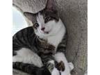Adopt Shaggy 84C24 a Domestic Short Hair