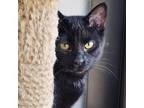Adopt Jupiter 73C24 a Domestic Short Hair