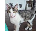 Adopt Scooby 85C24 a Domestic Short Hair