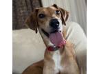 Adopt Rip 15D24 a Mixed Breed