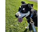 Adopt Turbo 03D24 a Husky, Pit Bull Terrier