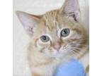 Adopt Paul 81C24 a Domestic Short Hair