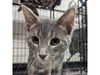 Adopt Saturn 72C24 a Domestic Short Hair