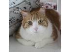 Adopt Farkel 38C24 a Domestic Short Hair