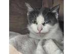 Adopt Mickey 34C24 a Domestic Short Hair