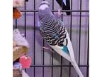 Adopt Purdy a Budgie / Budgerigar