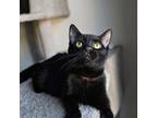 Adopt Master Splinter 75C24 a Domestic Short Hair