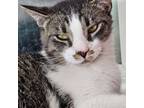 Adopt Pickle 55C24 a Domestic Short Hair