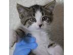 Adopt Nemo 87C24 a Domestic Short Hair