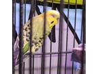 Adopt Pongo a Budgie / Budgerigar