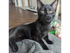 Adopt Donatello 78C24 a Domestic Short Hair