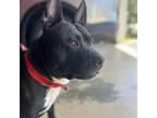 Adopt Tubs a Pit Bull Terrier