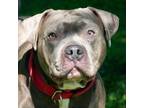Adopt Buck a Pit Bull Terrier