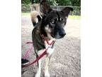 Adopt Kato a Shepherd, Siberian Husky