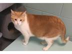Adopt Chuck Norrhiss a Domestic Short Hair