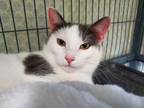 Adopt Woozi a Domestic Short Hair