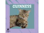 Adopt Guinness a Domestic Short Hair