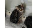 Adopt Rover a Domestic Long Hair