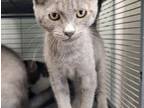 Adopt Magic a Domestic Short Hair