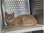 Adopt Chapman 3 a Domestic Short Hair