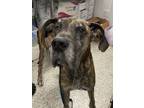 Adopt Woodrow a Great Dane, Mixed Breed