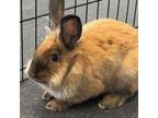 Adopt Leonid a Lionhead