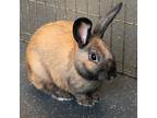 Adopt Biscotti a Cinnamon