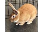 Adopt Triscuit a Palomino