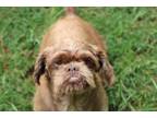 Adopt Wonky a Shih Tzu