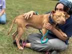 Adopt Percy - Special Needs - Blind a Pit Bull Terrier