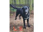 Adopt L.E. a Labrador Retriever