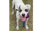 Adopt Tango a American Staffordshire Terrier
