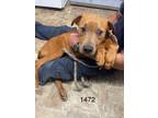 Adopt Derek a Labrador Retriever