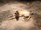 Adopt Cameron a Labrador Retriever, Hound