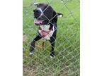 Adopt Cato a Labrador Retriever