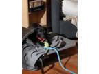Adopt Thomas a Labrador Retriever, Hound