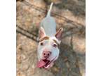 Adopt Toby a Pit Bull Terrier, Mixed Breed