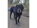 Adopt Buddy a Labrador Retriever, Mixed Breed