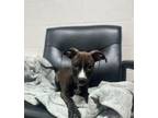 Adopt Ezra a Pit Bull Terrier, Mixed Breed