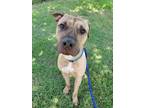 Adopt Sam a American Staffordshire Terrier, Mixed Breed