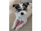 Adopt COOKIE MONSTER a Yorkshire Terrier, Shih Tzu