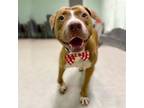 Adopt Atticus a American Staffordshire Terrier