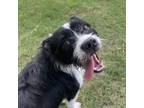 Adopt Rex a Schnauzer, Mixed Breed